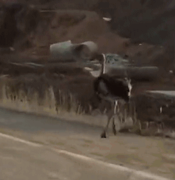 《我在大清當(dāng)皇帝》新服開(kāi)啟予一世芳華[圖]