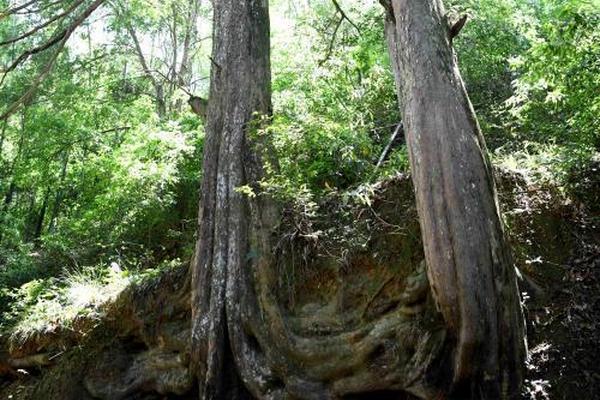 《仙劍奇?zhèn)b傳幻璃鏡》游戲畫(huà)面再升級(jí)