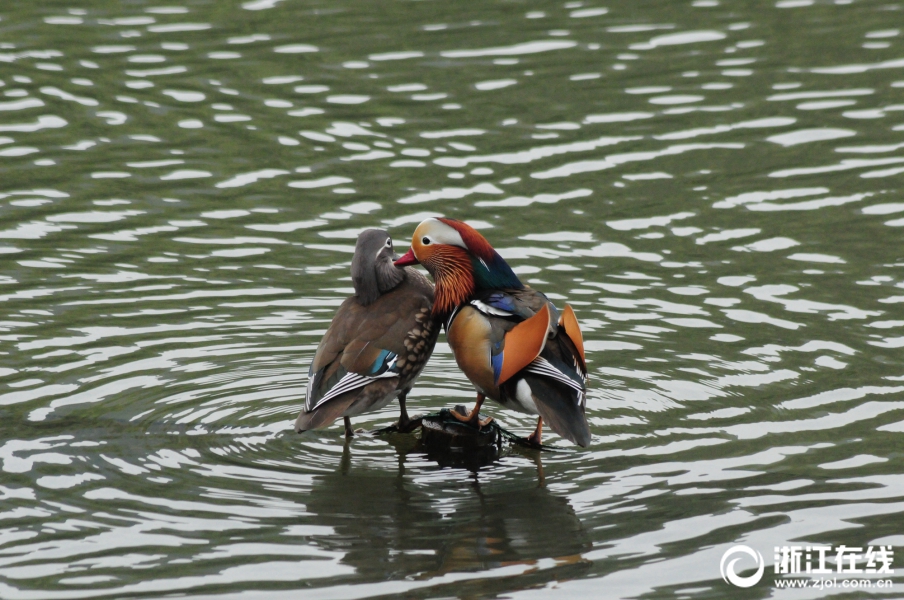 葫蘆兄弟加入 《勇者大作戰(zhàn)》數(shù)百位勇者集結(jié)