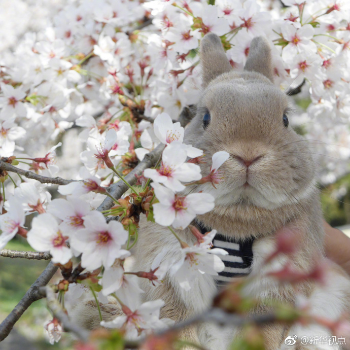 新英雄竟是蘿莉 《口袋獸人》新版即將上線(xiàn)