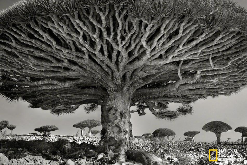 決戰(zhàn)荊州 《開(kāi)心掛三國(guó)》首曝攻城戰(zhàn)玩法