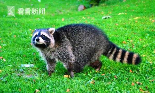 《王者榮耀》第三屆王者校園賽 誠(chéng)招老司機(jī)上車(chē)