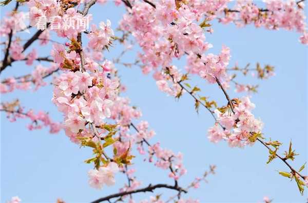 巔峰對(duì)決 《如果的世界》跨服戰(zhàn)預(yù)選賽開(kāi)啟